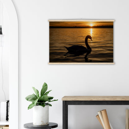 Schwan im Sonnenuntergang Premium Poster mit Holzeisten