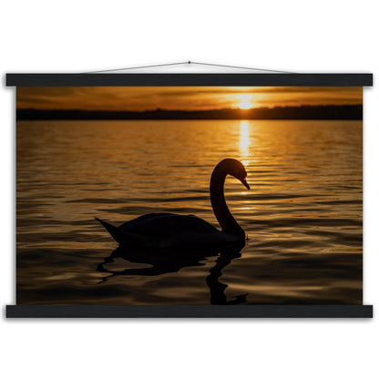 Schwan im Sonnenuntergang Premium Poster mit Holzeisten