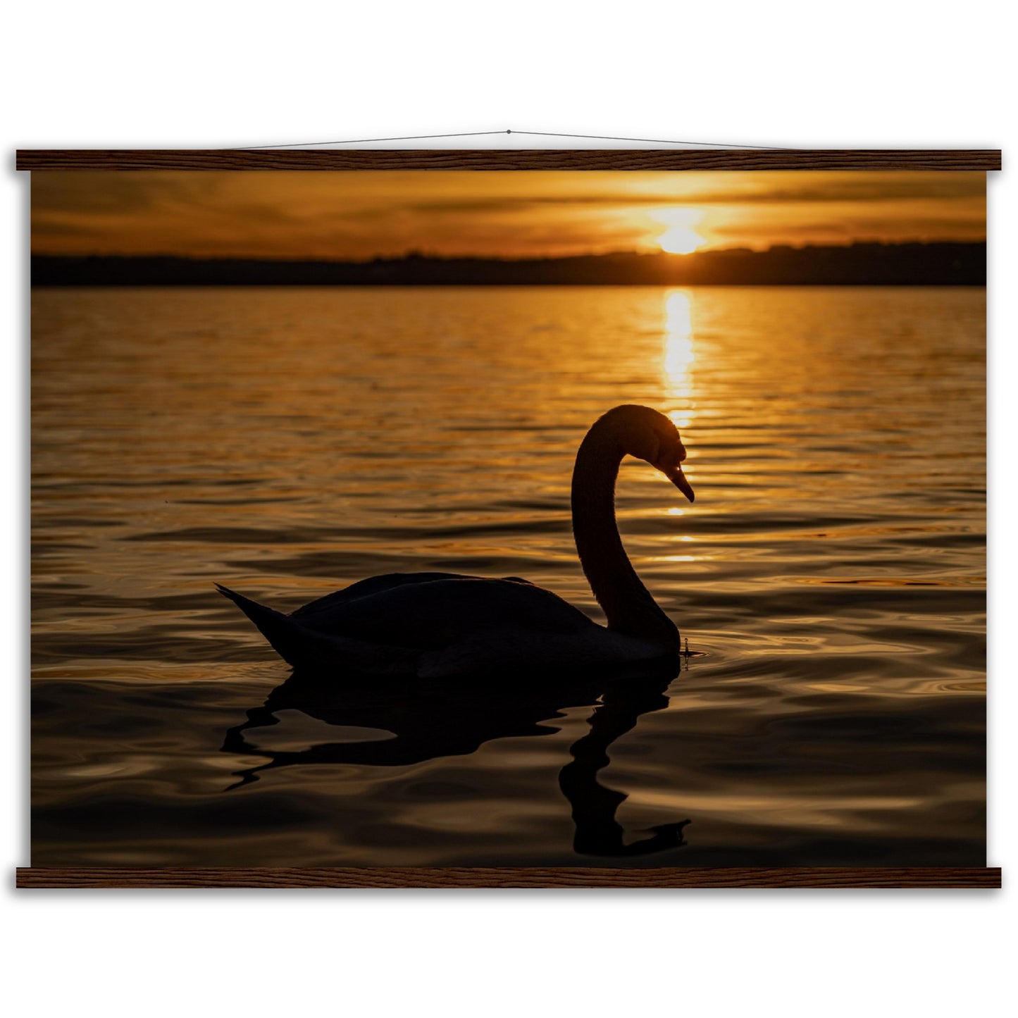 Schwan im Sonnenuntergang Premium Poster mit Holzeisten