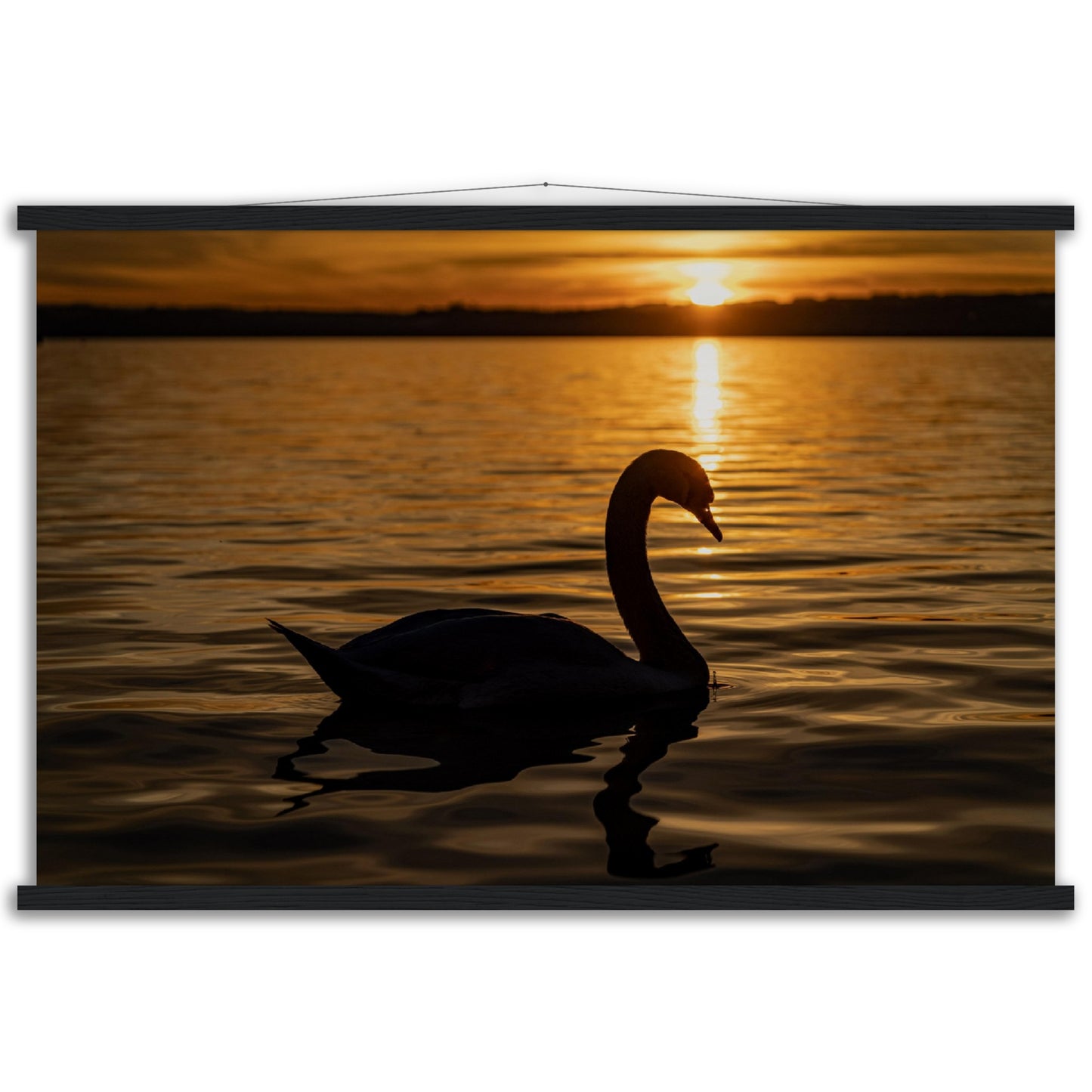 Schwan im Sonnenuntergang Premium Poster mit Holzeisten