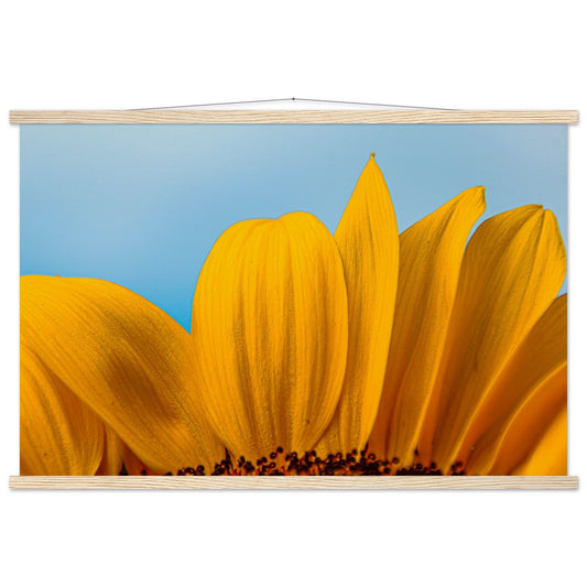 Sonnenblume Nahaufnahme Premium Poster mit Holzeisten