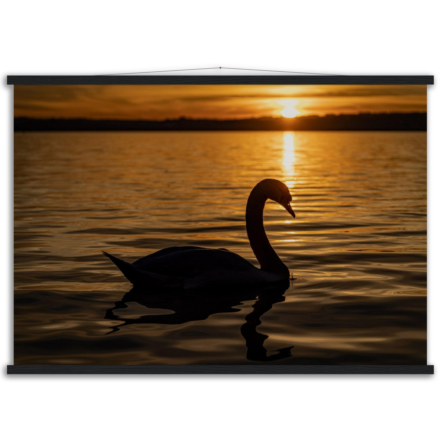 Schwan im Sonnenuntergang Premium Poster mit Holzeisten