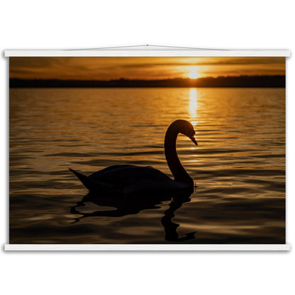 Schwan im Sonnenuntergang Premium Poster mit Holzeisten