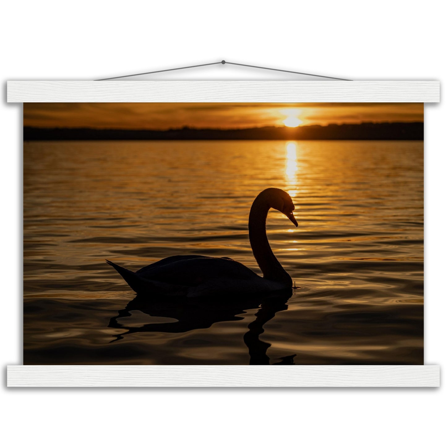 Schwan im Sonnenuntergang Premium Poster mit Holzeisten