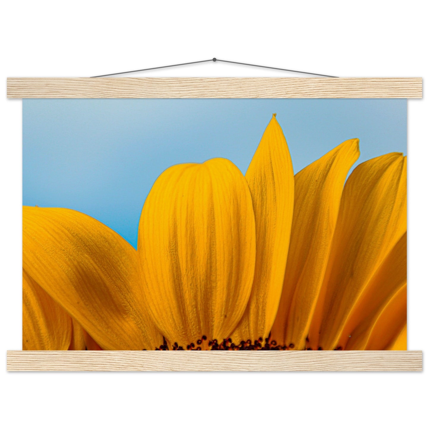 Sonnenblume Nahaufnahme Premium Poster mit Holzeisten