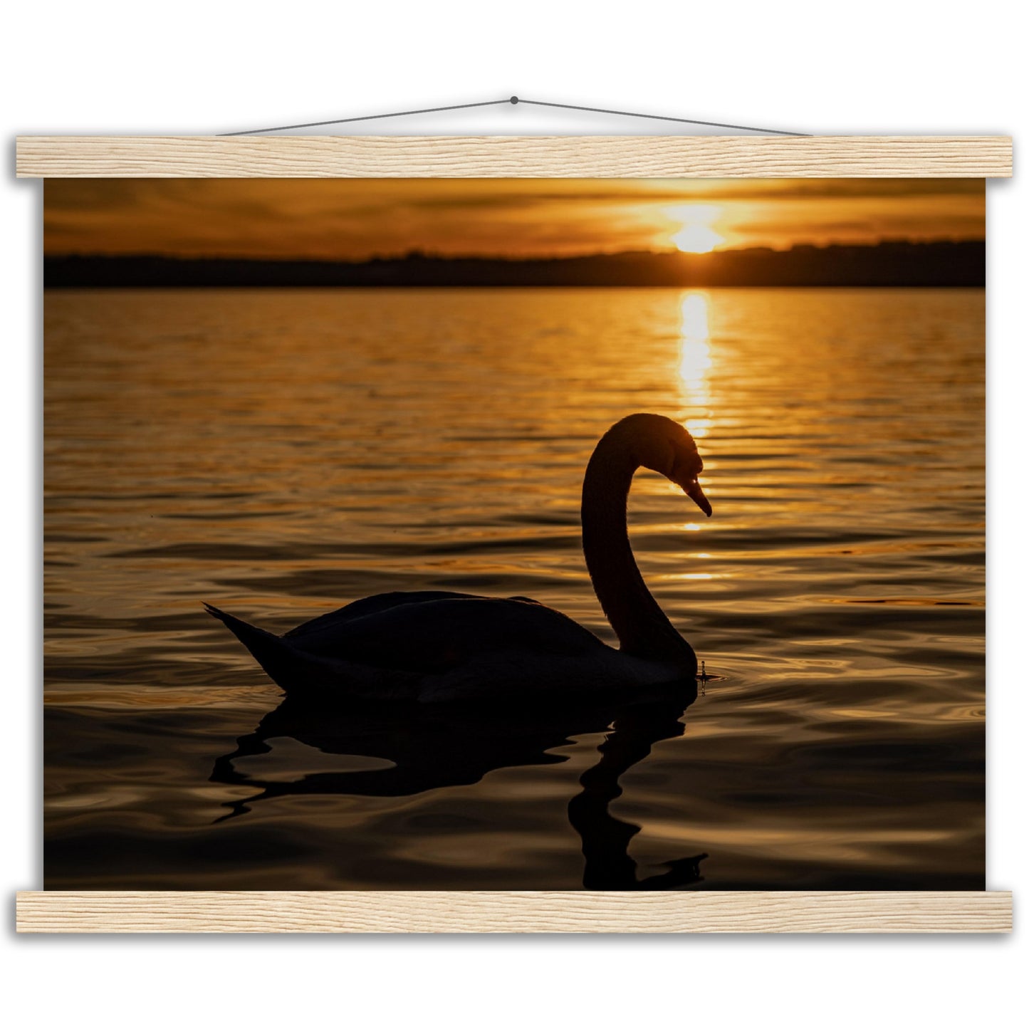 Schwan im Sonnenuntergang Premium Poster mit Holzeisten