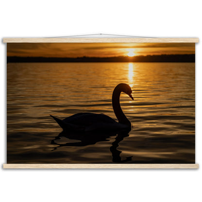 Schwan im Sonnenuntergang Premium Poster mit Holzeisten