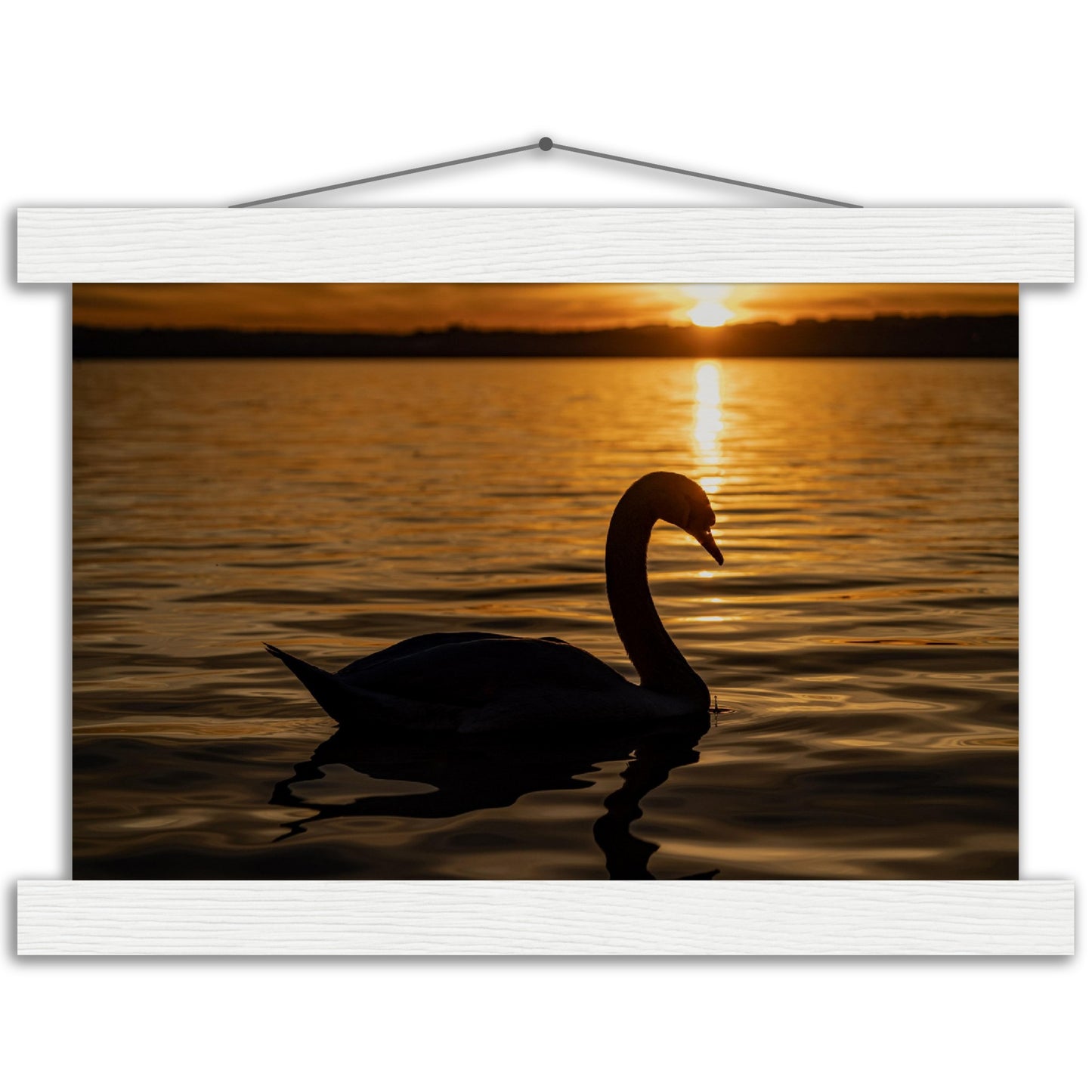 Schwan im Sonnenuntergang Premium Poster mit Holzeisten