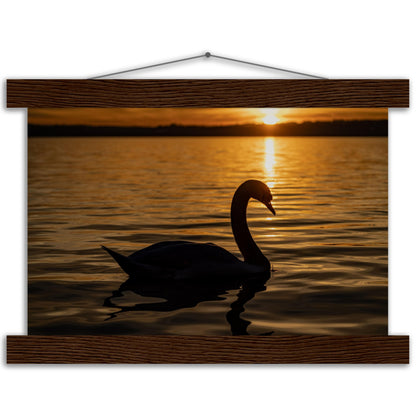 Schwan im Sonnenuntergang Premium Poster mit Holzeisten