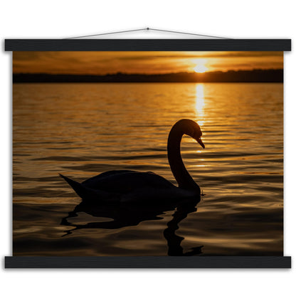 Schwan im Sonnenuntergang Premium Poster mit Holzeisten