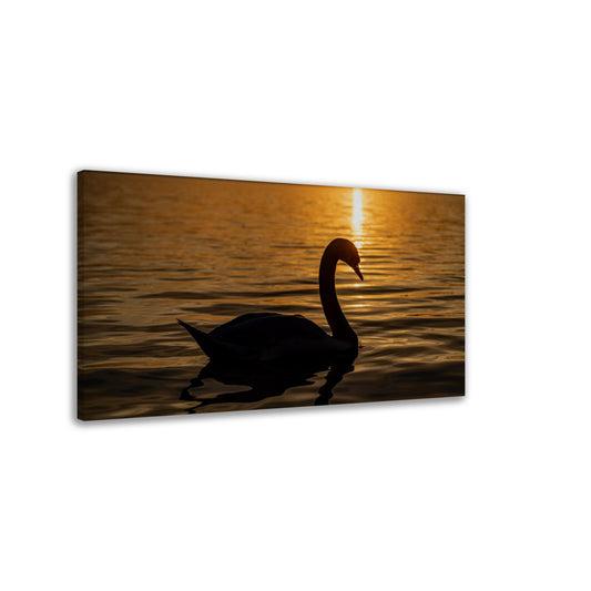 Leinwand Schwan im Sonnenuntergang