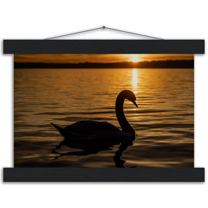 Schwan im Sonnenuntergang Premium Poster mit Holzeisten