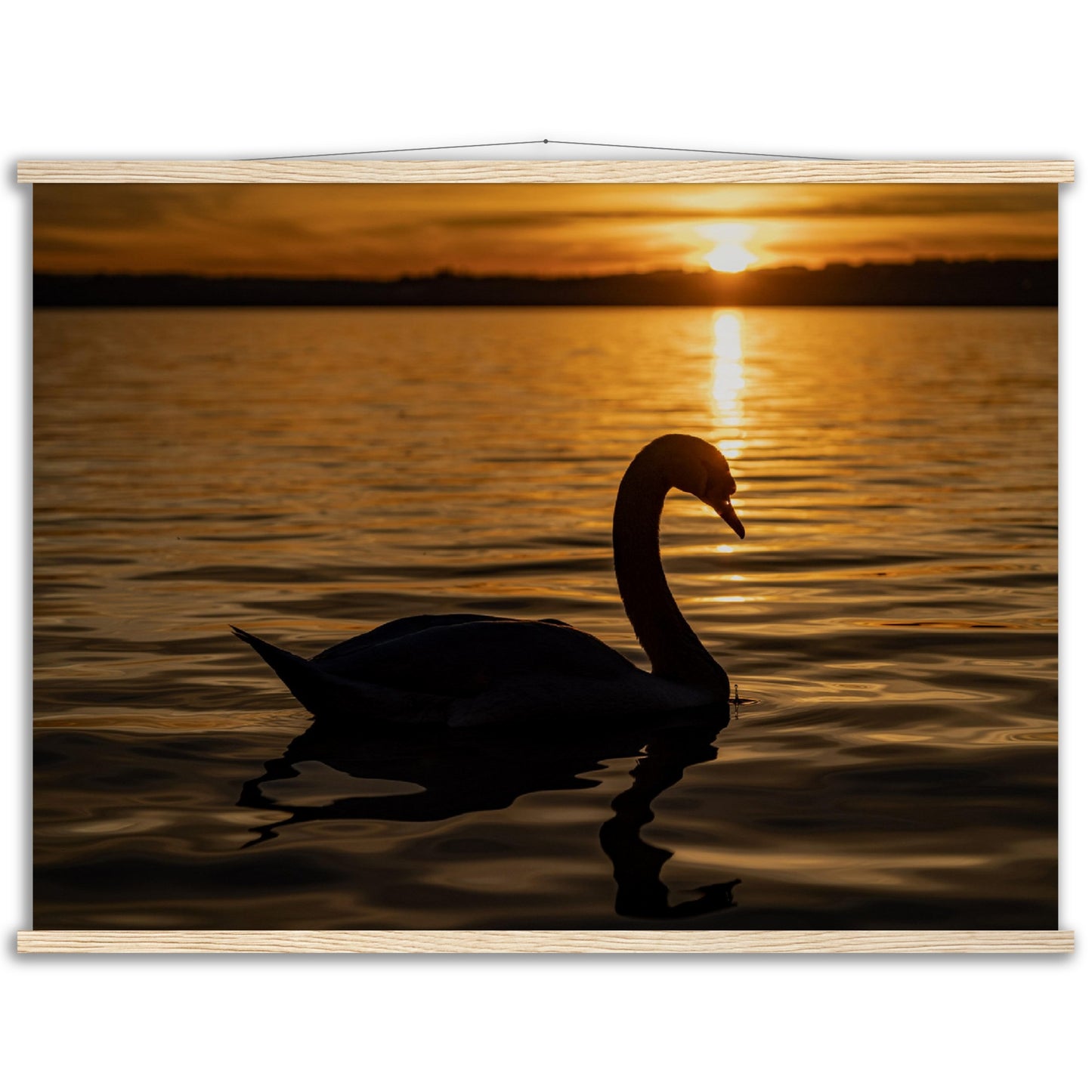 Schwan im Sonnenuntergang Premium Poster mit Holzeisten