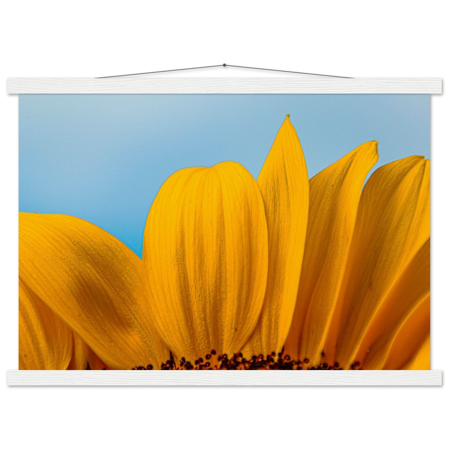 Sonnenblume Nahaufnahme Premium Poster mit Holzeisten