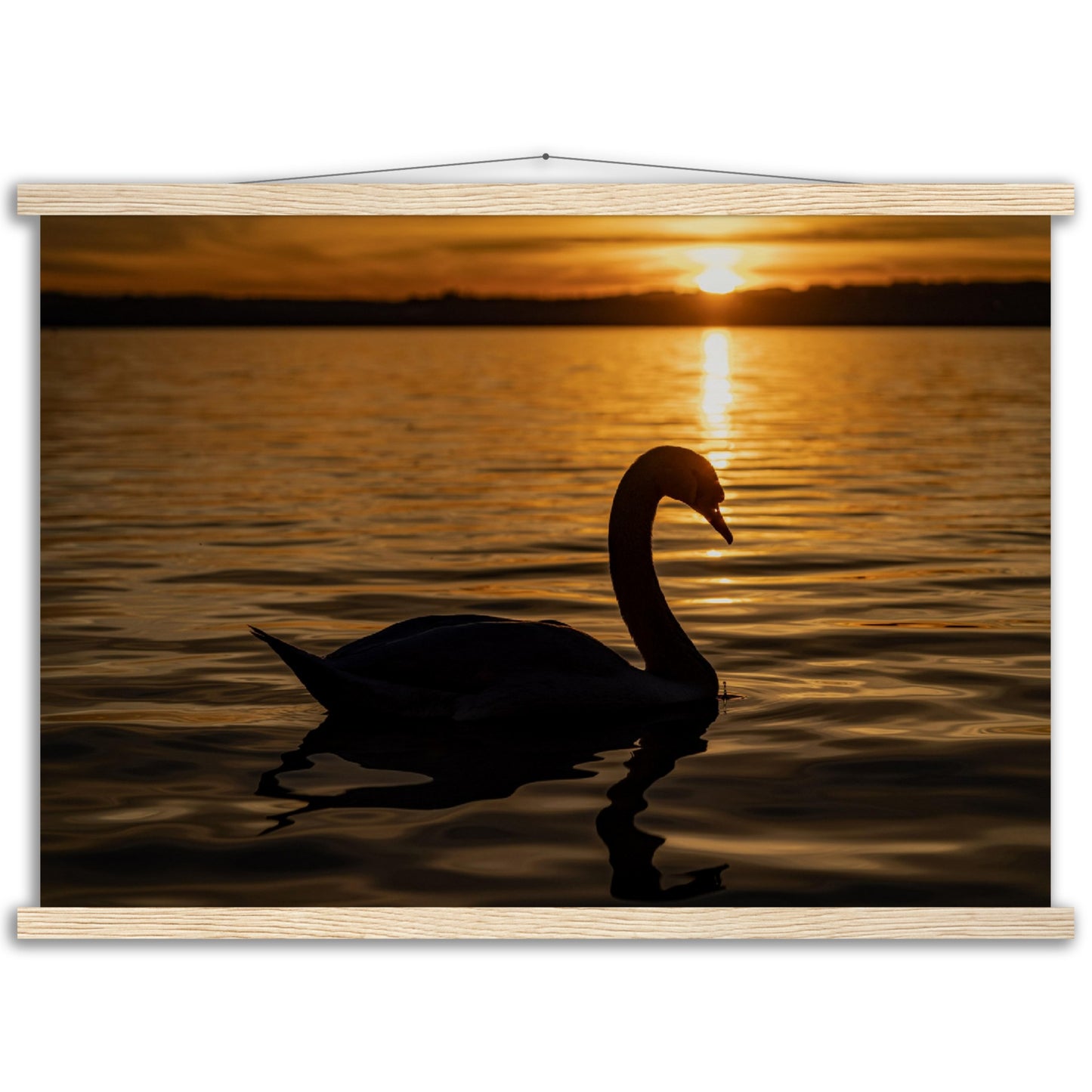 Schwan im Sonnenuntergang Premium Poster mit Holzeisten