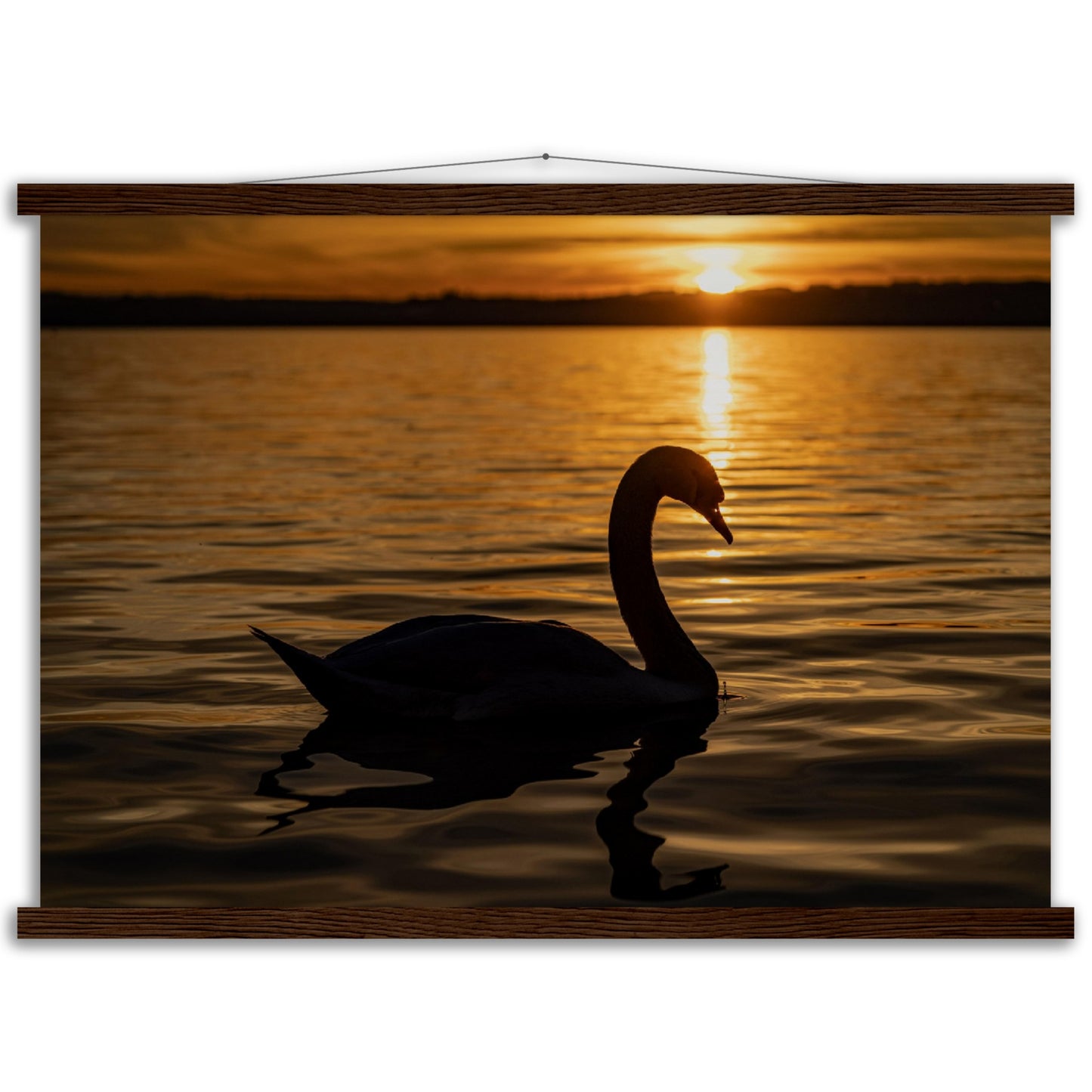 Schwan im Sonnenuntergang Premium Poster mit Holzeisten