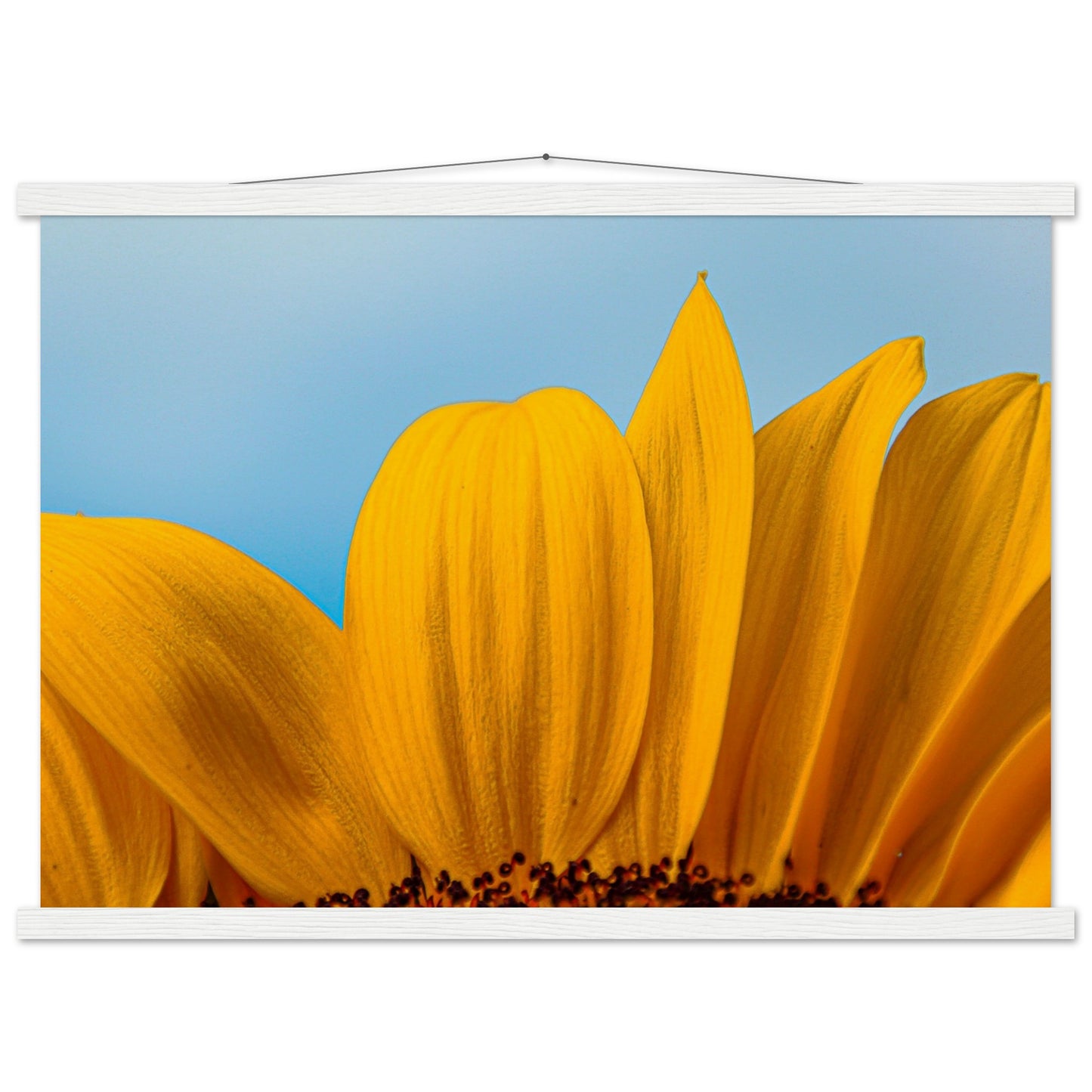 Sonnenblume Nahaufnahme Premium Poster mit Holzeisten