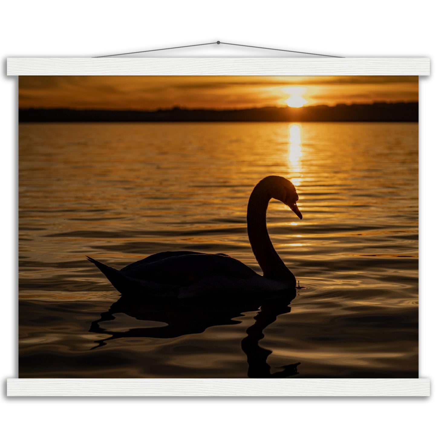 Schwan im Sonnenuntergang Premium Poster mit Holzeisten