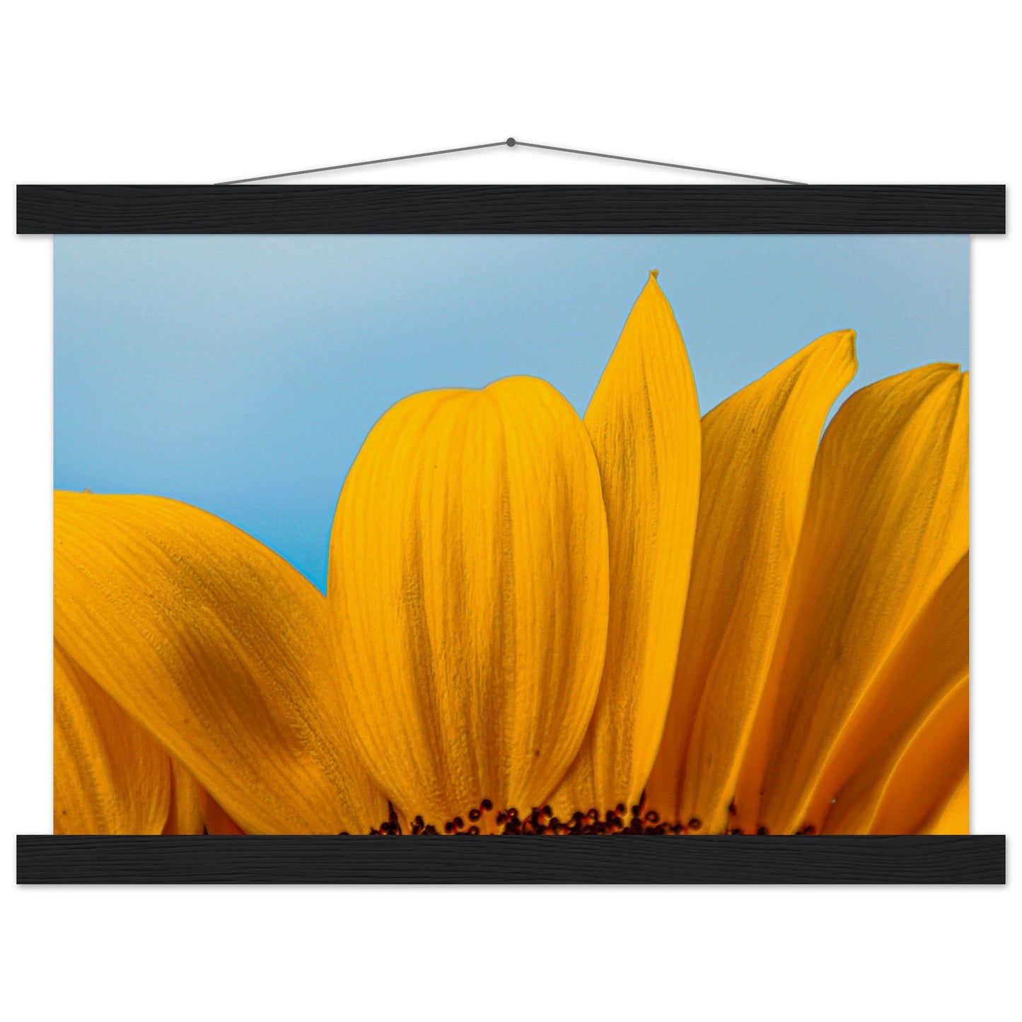 Sonnenblume Nahaufnahme Premium Poster mit Holzeisten