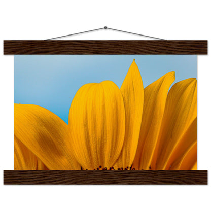 Sonnenblume Nahaufnahme Premium Poster mit Holzeisten